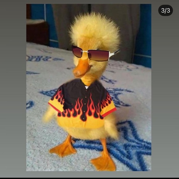 Meet your Posher, Addison - Picture 1 of 1